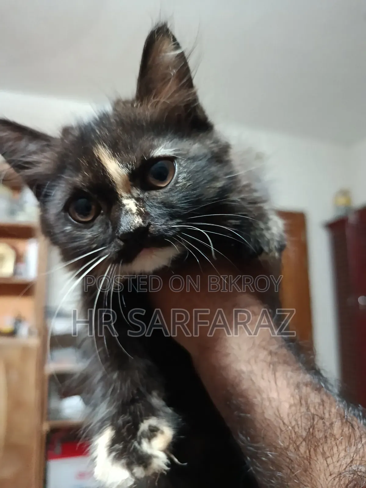 1-3 months Female Purebred Persian