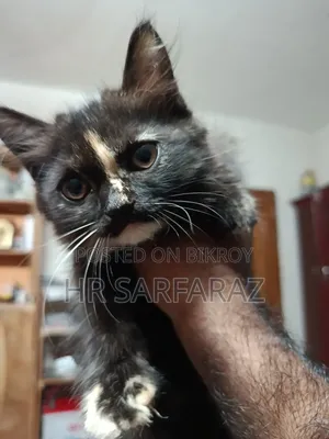 1-3 months Female Purebred Persian