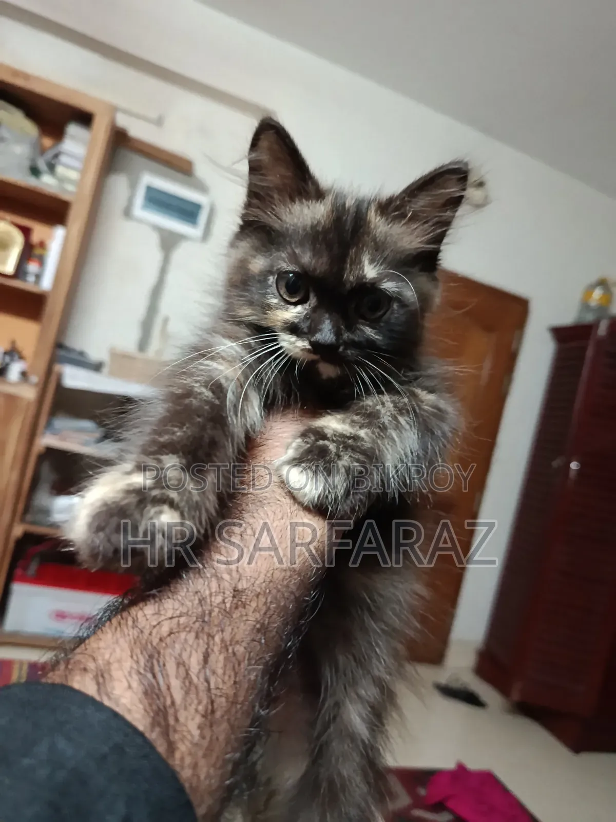 1-3 months Female Purebred Persian