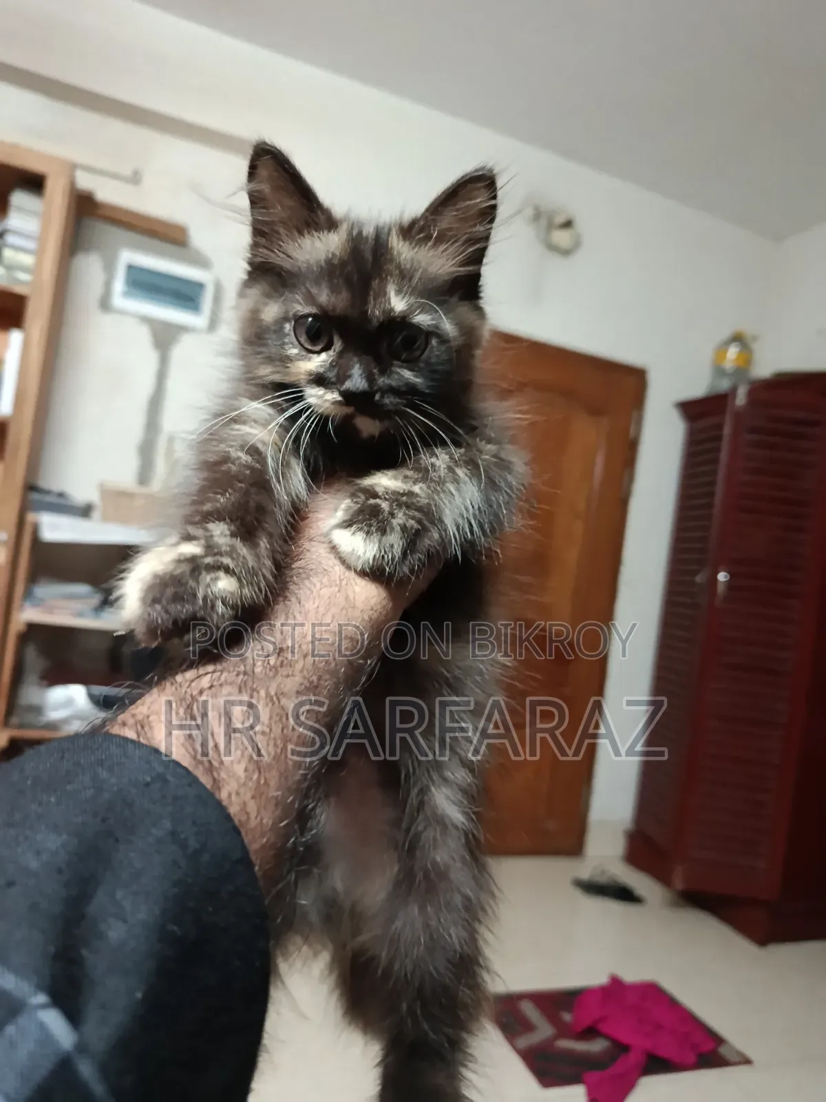 1-3 months Female Purebred Persian