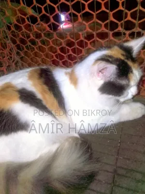 ৬-১২ মাস বয়সী মাদী মিক্স ব্রিড পার্সিয়ান