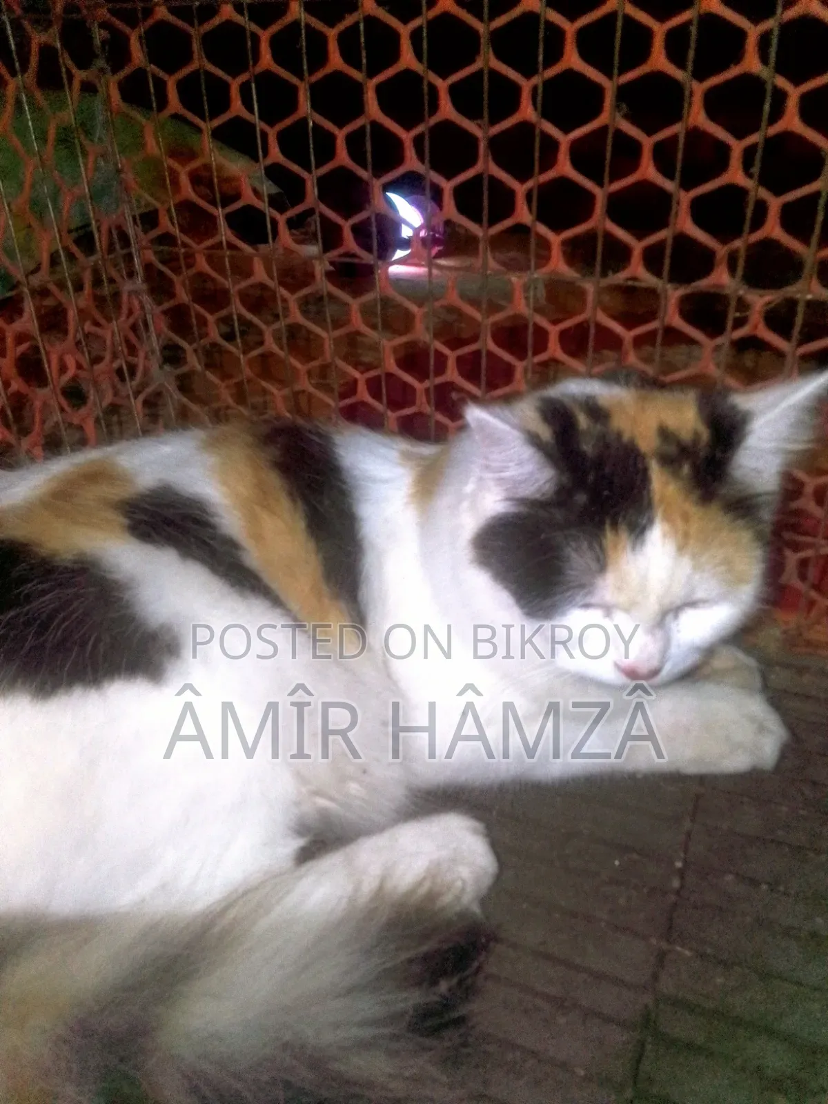 ৬-১২ মাস বয়সী মাদী মিক্স ব্রিড পার্সিয়ান