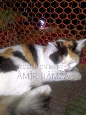 ৬-১২ মাস বয়সী মাদী মিক্স ব্রিড পার্সিয়ান
