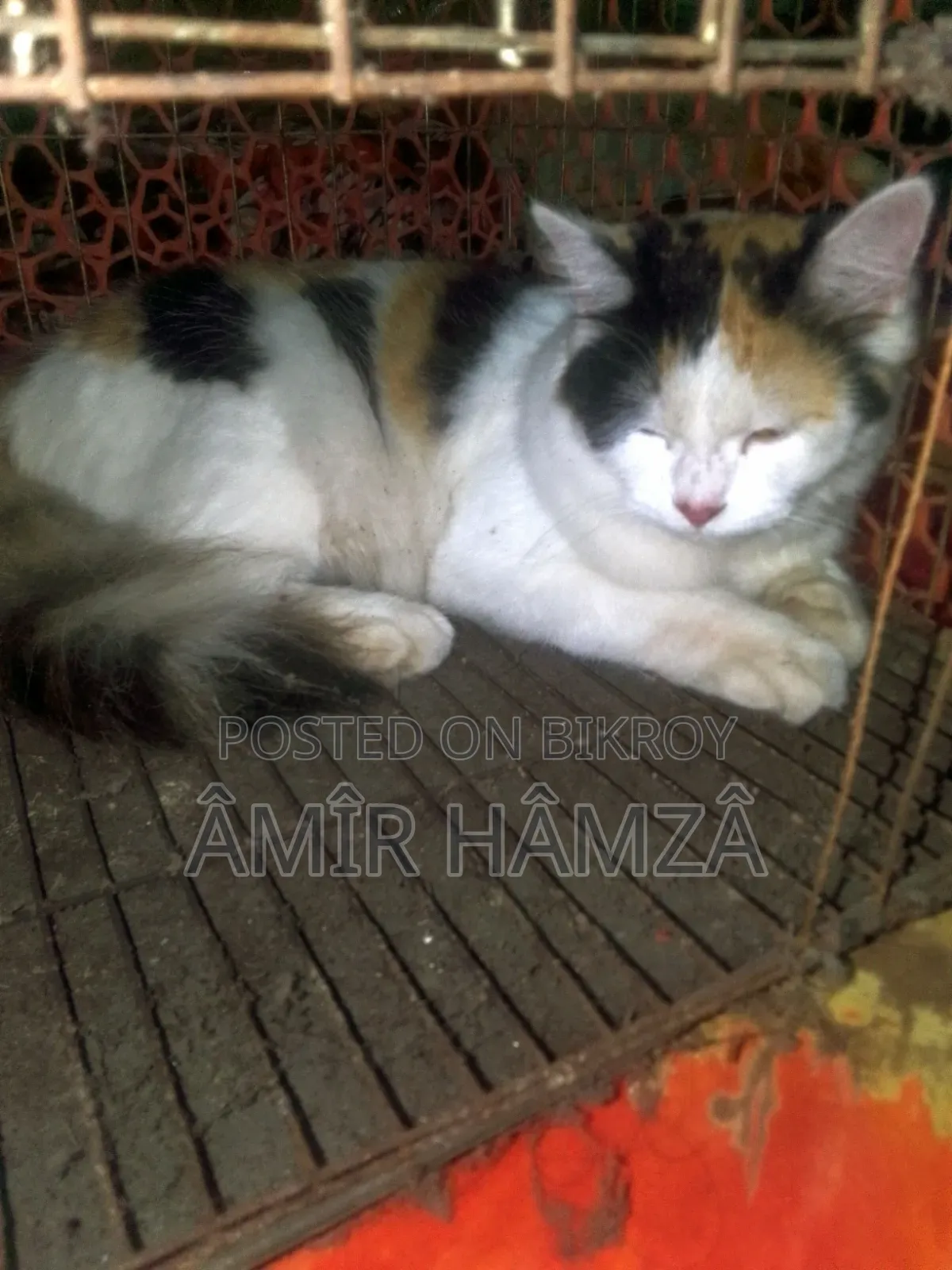 ৬-১২ মাস বয়সী মাদী মিক্স ব্রিড পার্সিয়ান
