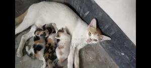 ১-৩ মাস বয়সী পুরুষ মিক্সড ব্রিড পার্সিয়ান