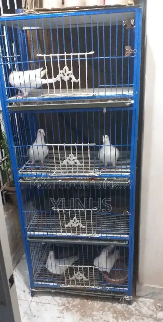 24/24 4-Compartment Cage Urgent Sale