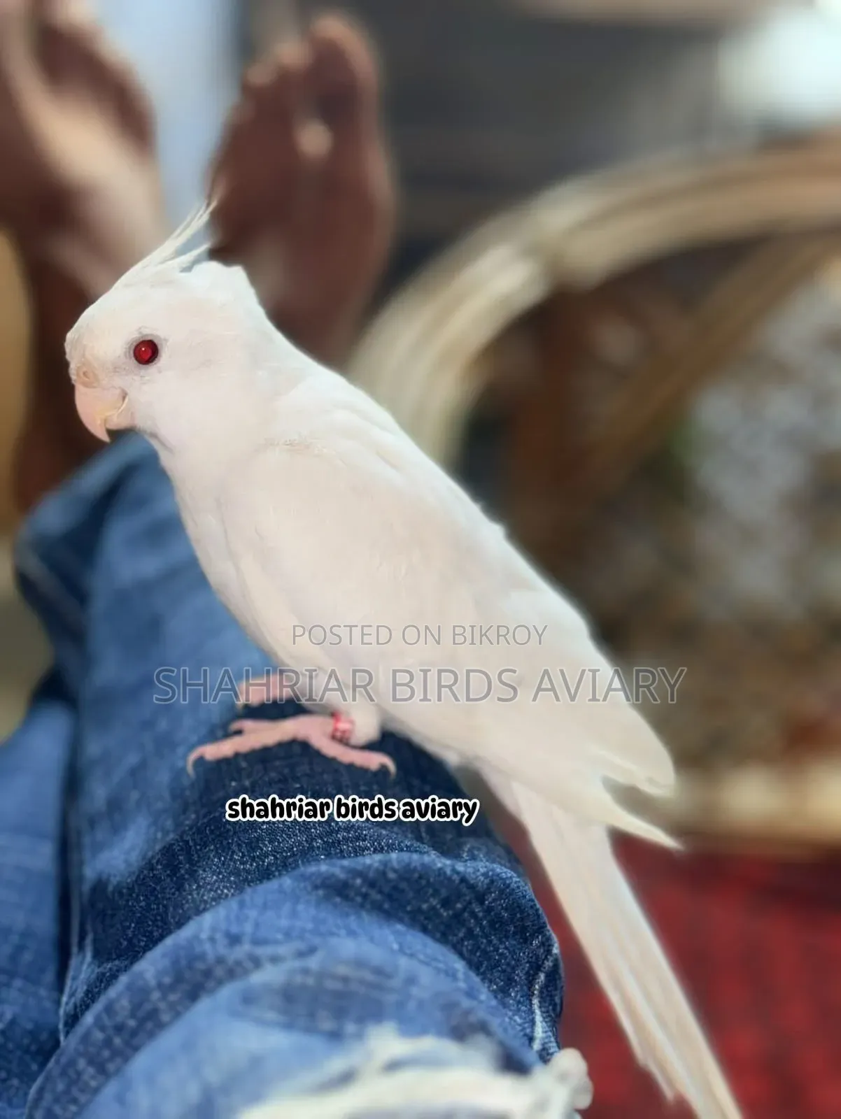 টেম ককাটেইল এলভিনো লাল চোখ Tame Birds
