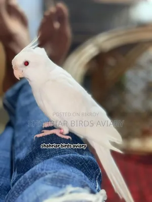 টেম ককাটেইল এলভিনো লাল চোখ Tame Birds