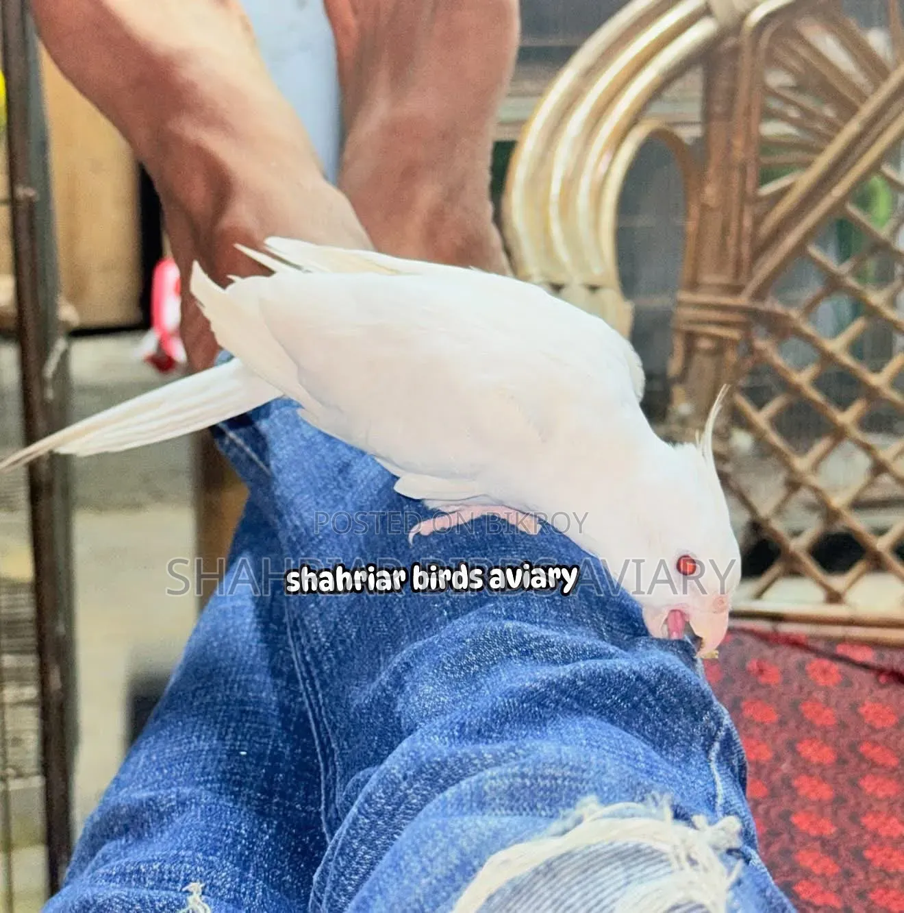টেম ককাটেইল এলভিনো লাল চোখ Tame Birds