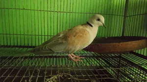 Adult Australian Dove