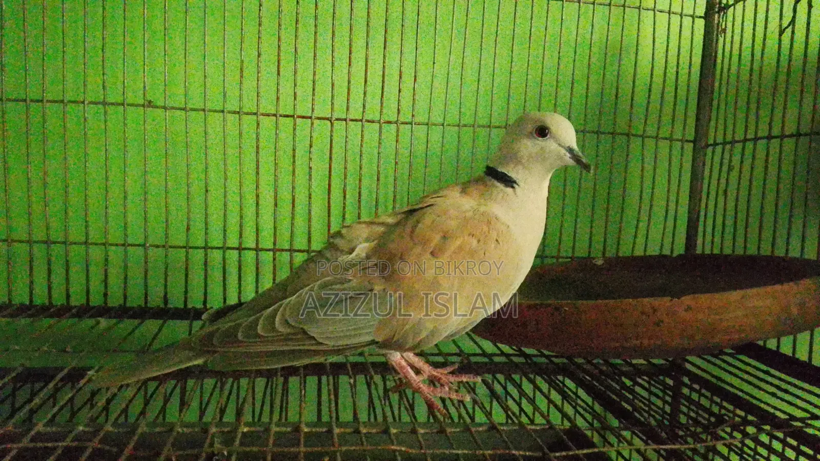 Adult Australian Dove