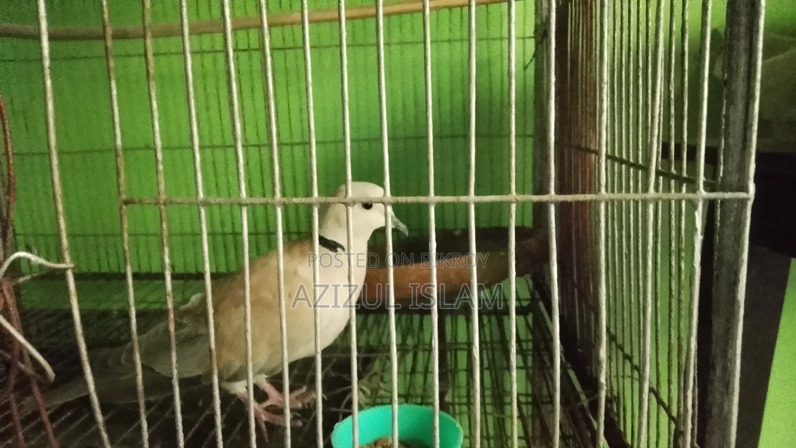 Adult Australian Dove