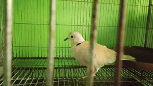 Adult Australian Dove