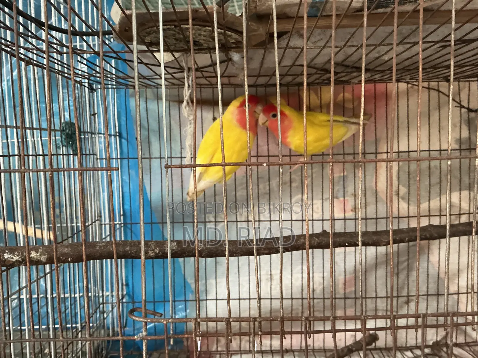 লাভ বার্ডস
