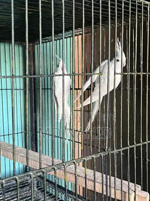 কোকাটেল পাখি