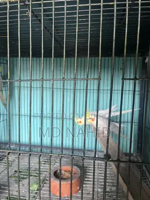 কোকাটেল পাখি