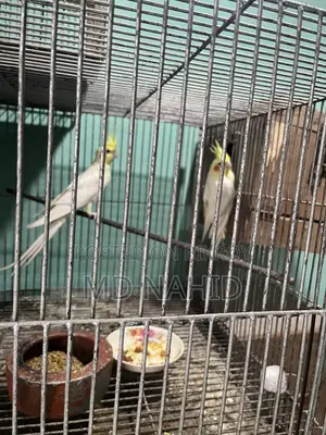 কোকাটেল পাখি