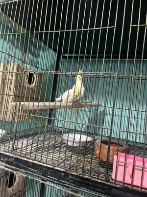 কোকাটেল পাখি