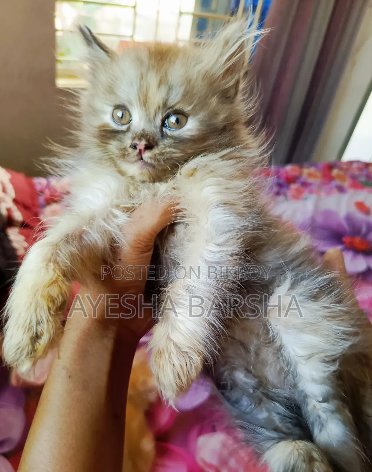 ১-৩ মাসের ফিমেল পিউরব্রেড পার্সিয়ান