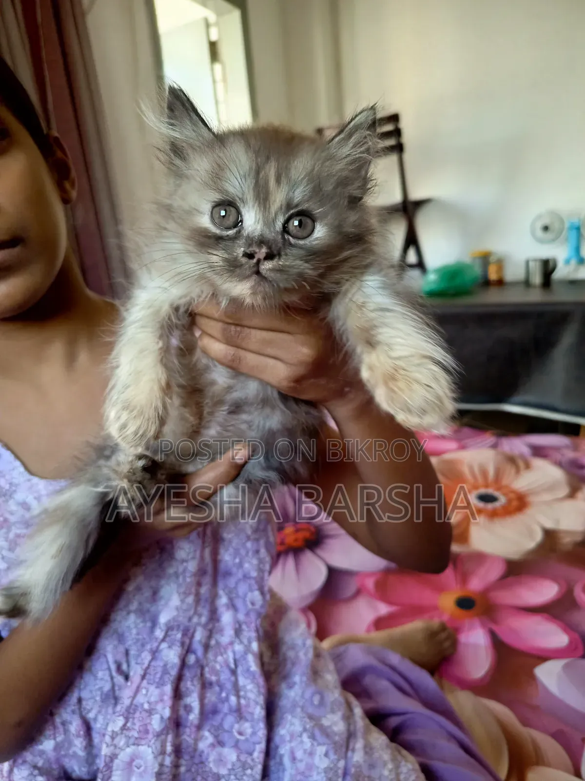 ১-৩ মাসের ফিমেল পিউরব্রেড পার্সিয়ান