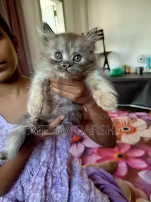 ১-৩ মাসের ফিমেল পিউরব্রেড পার্সিয়ান