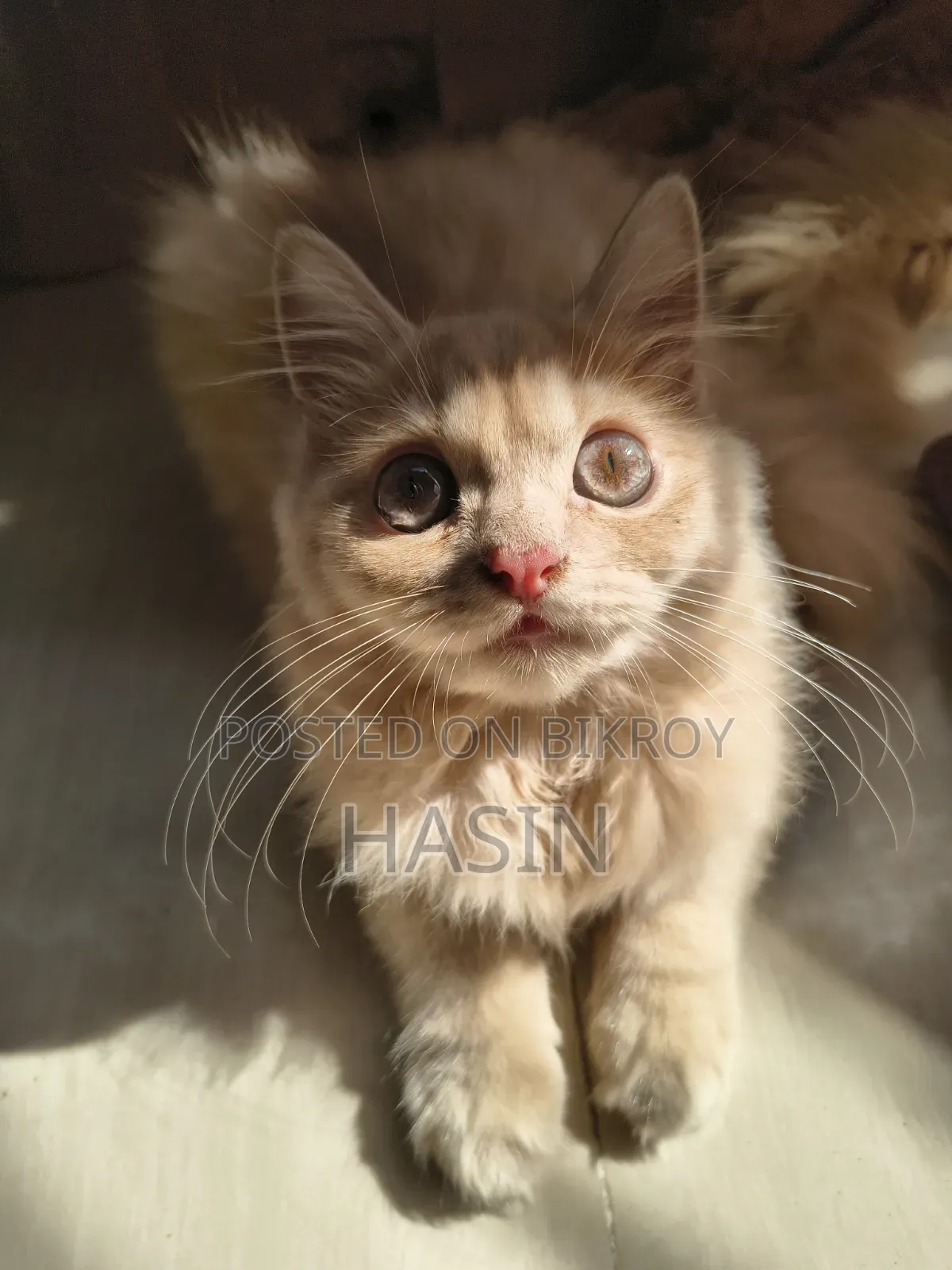 1-3 months Male Purebred Persian