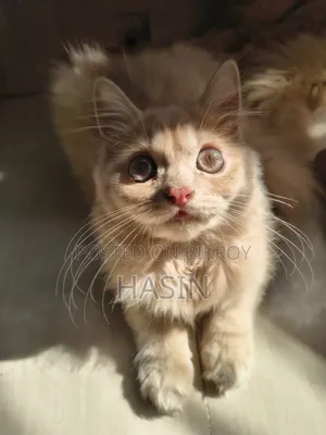 1-3 months Male Purebred Persian