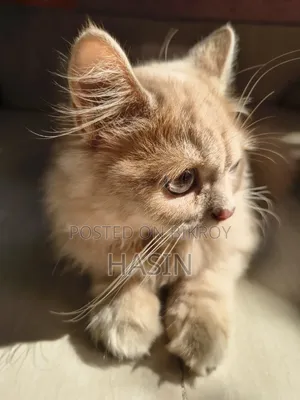 1-3 months Male Purebred Persian