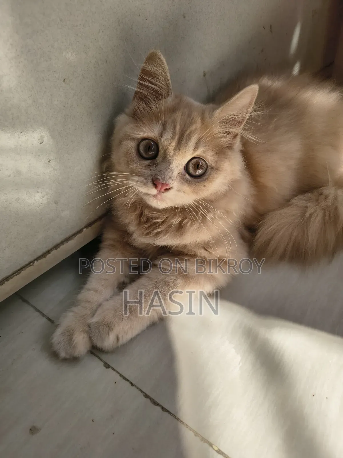 1-3 months Male Purebred Persian