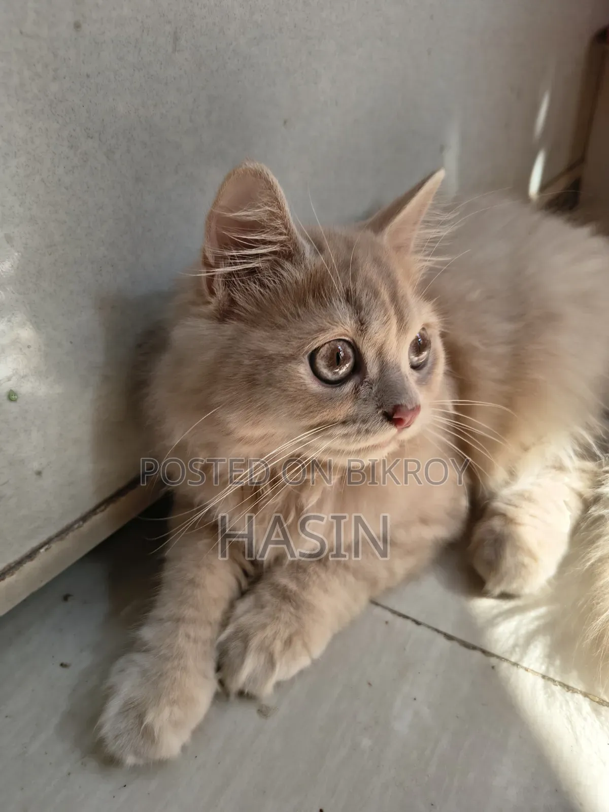 1-3 months Male Purebred Persian