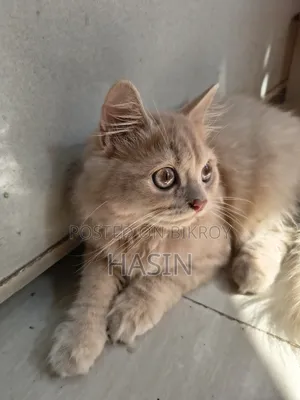 1-3 months Male Purebred Persian