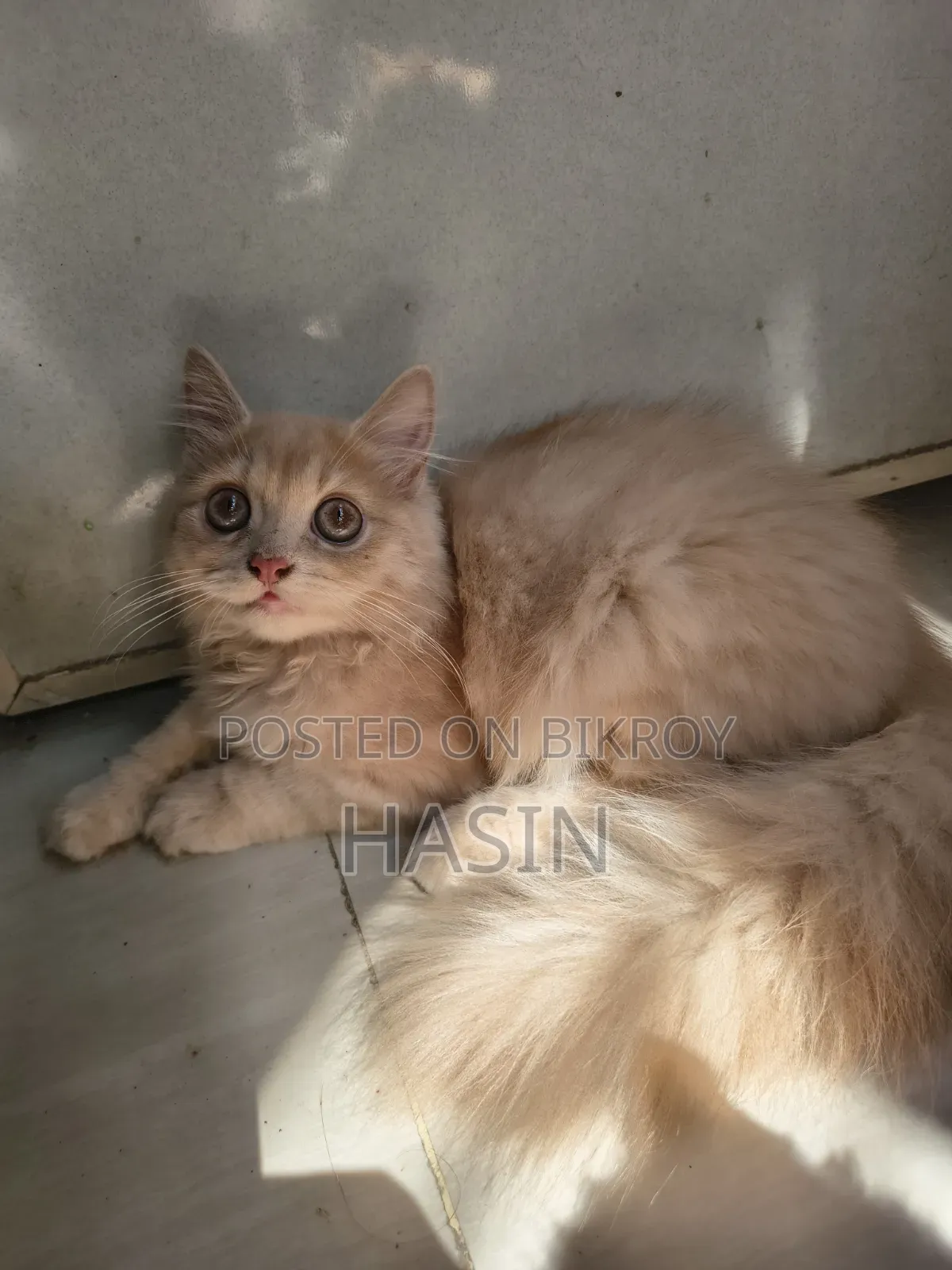 1-3 months Male Purebred Persian