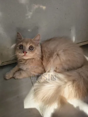 1-3 months Male Purebred Persian
