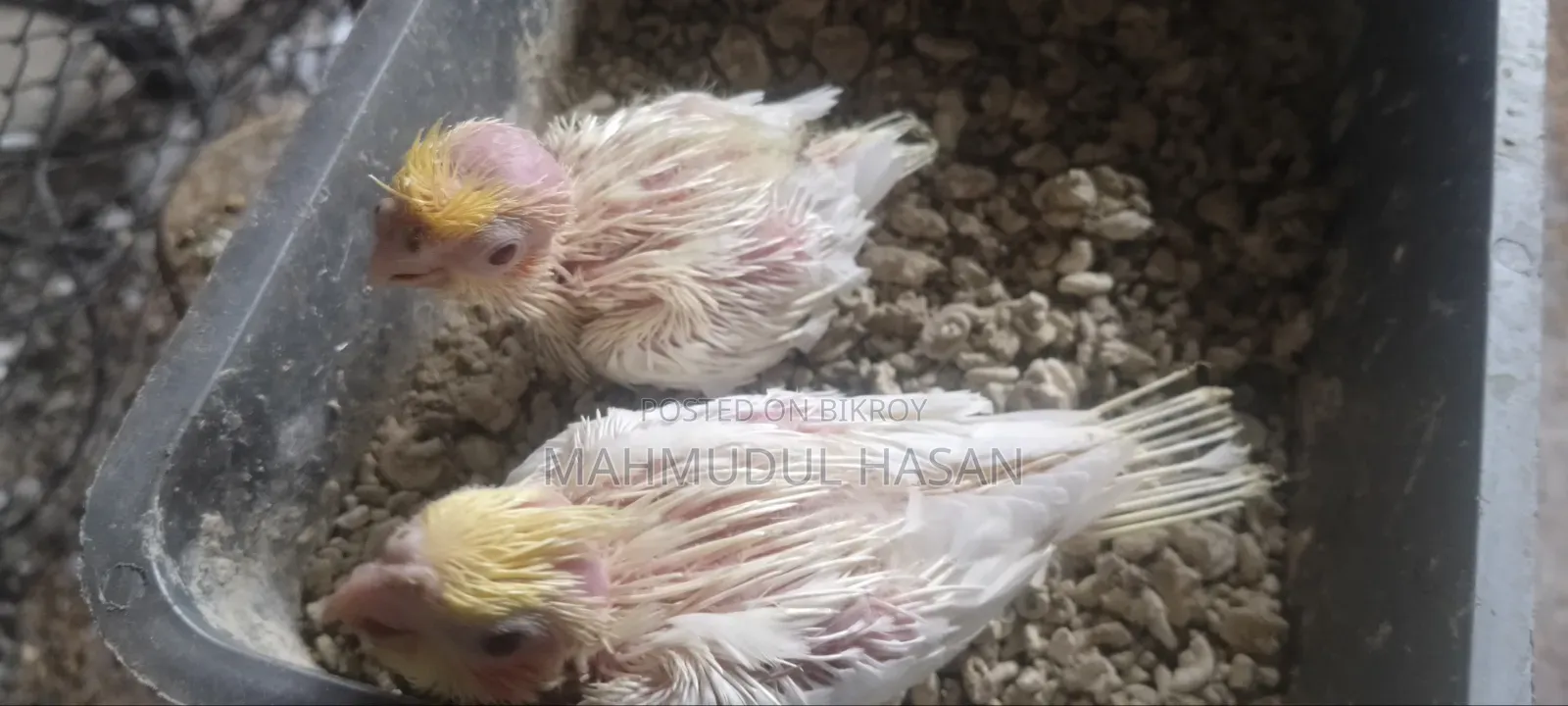 লুটিনো রেড আই টেম সাইজ বেবি সেল হবে