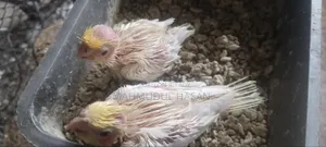 লুটিনো রেড আই টেম সাইজ বেবি সেল হবে