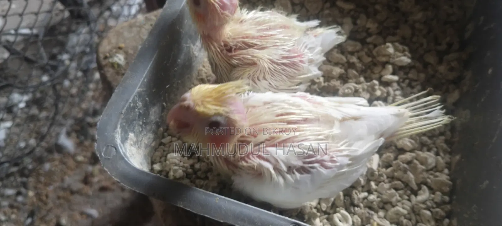 লুটিনো রেড আই টেম সাইজ বেবি সেল হবে