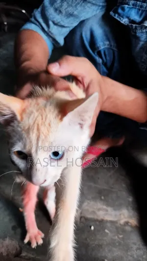 ৬-১২ মাস বয়সী নারী মিশ্র জাতের বেঙ্গল বিড়াল