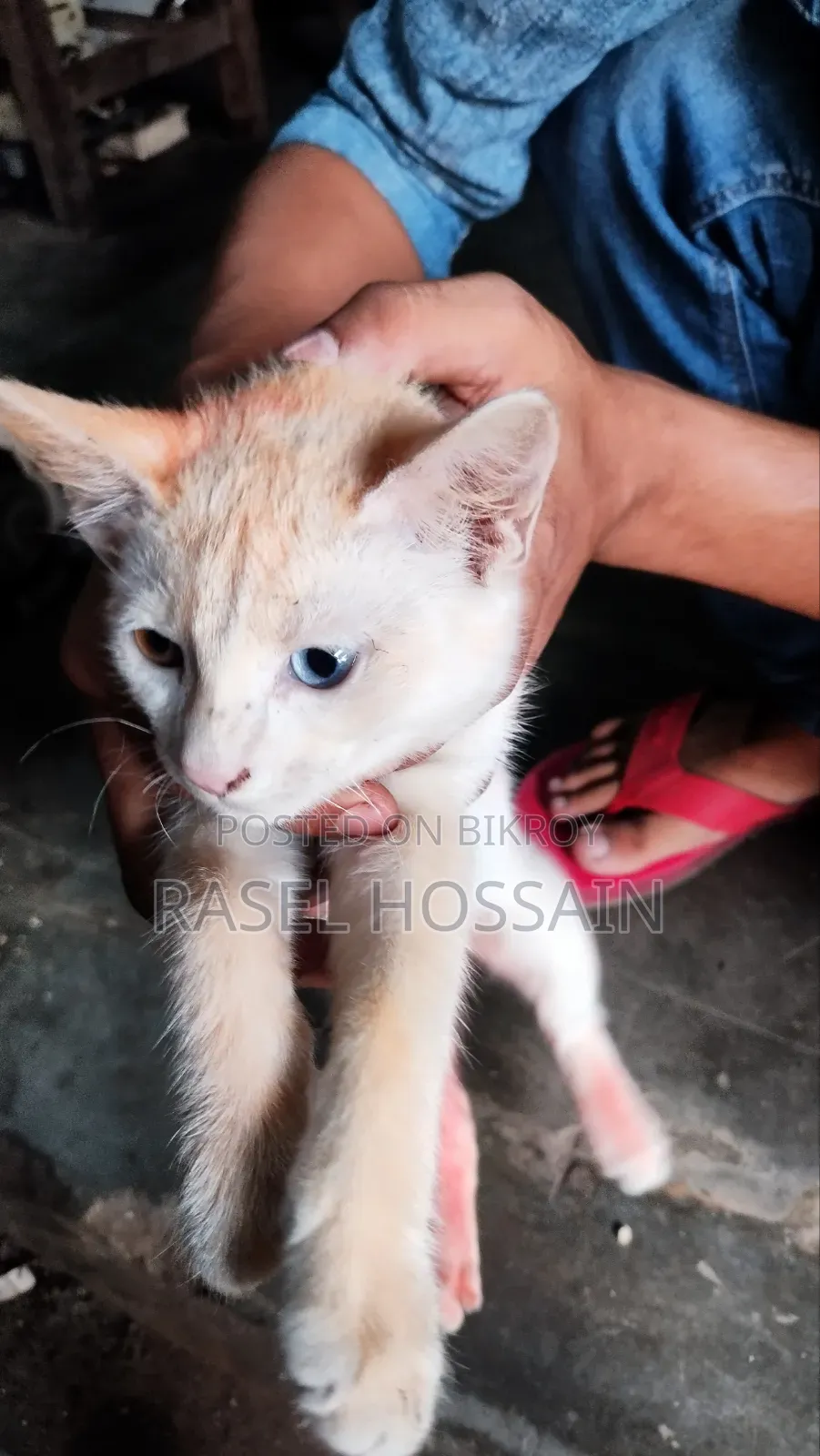 ৬-১২ মাস বয়সী নারী মিশ্র জাতের বেঙ্গল বিড়াল