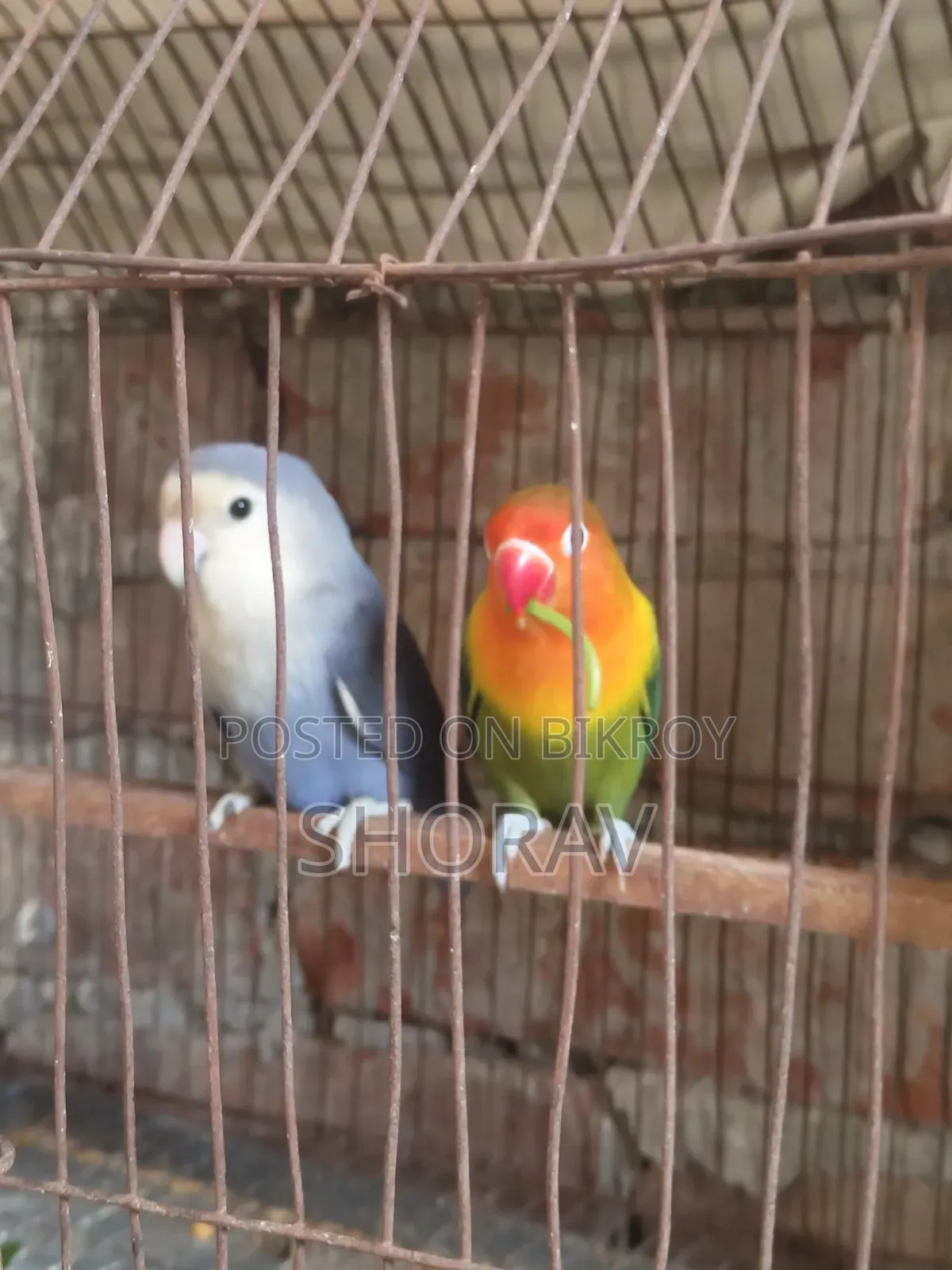 লাভ বার্ড বিক্রি হবে
