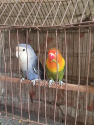 লাভ বার্ড বিক্রি হবে