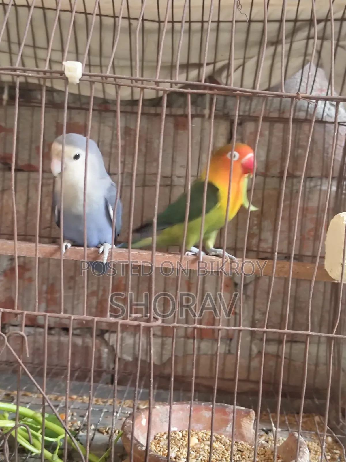 লাভ বার্ড বিক্রি হবে