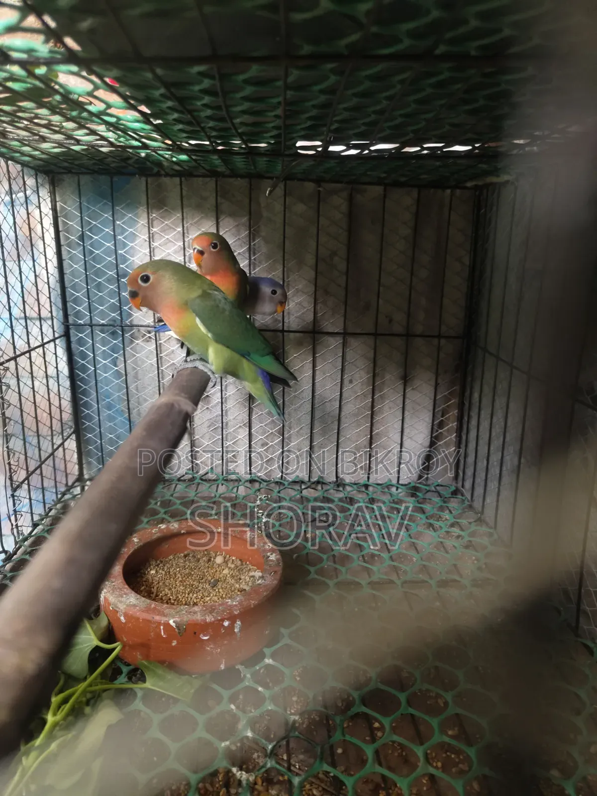 লাভ বার্ড বিক্রি হবে