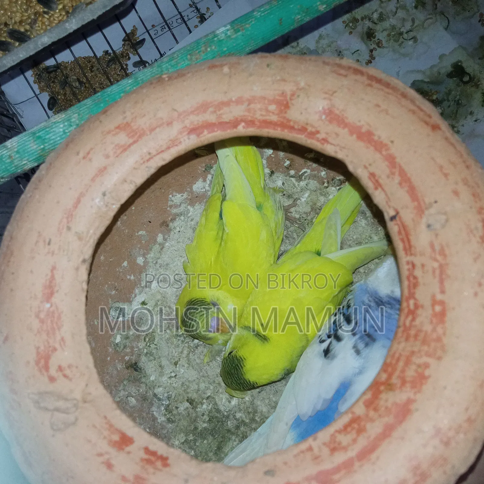 Budgerigar Bird