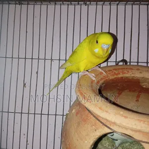 Budgerigar Bird