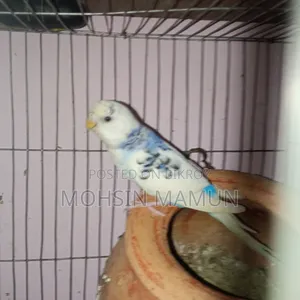 Budgerigar Bird