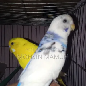 Budgerigar Bird