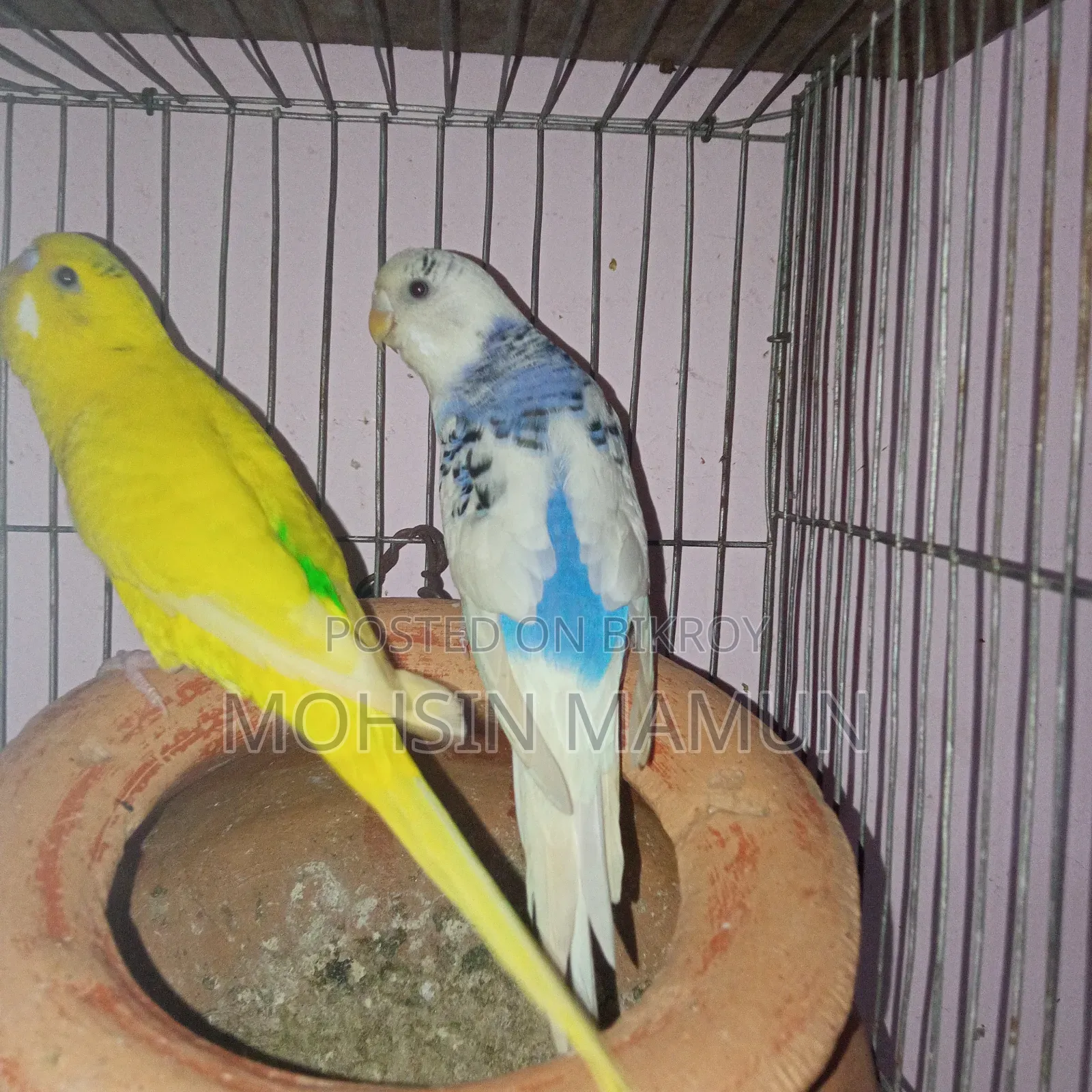 Budgerigar Bird