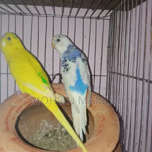 Budgerigar Bird