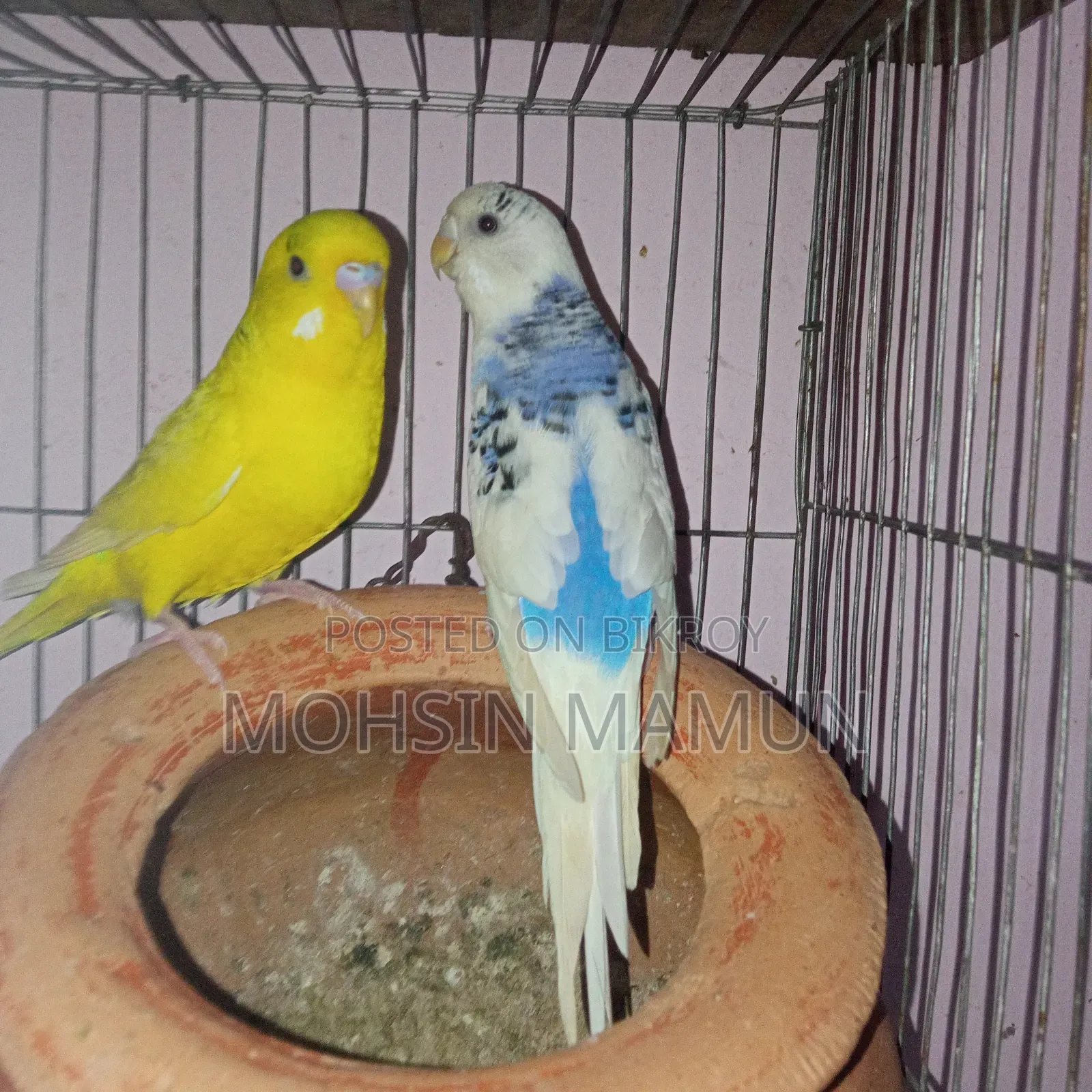 Budgerigar Bird