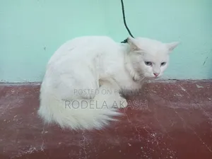 ৬-১২ মাস বয়সি পুরুষ খাঁটি পার্সিয়ান বিড়াল